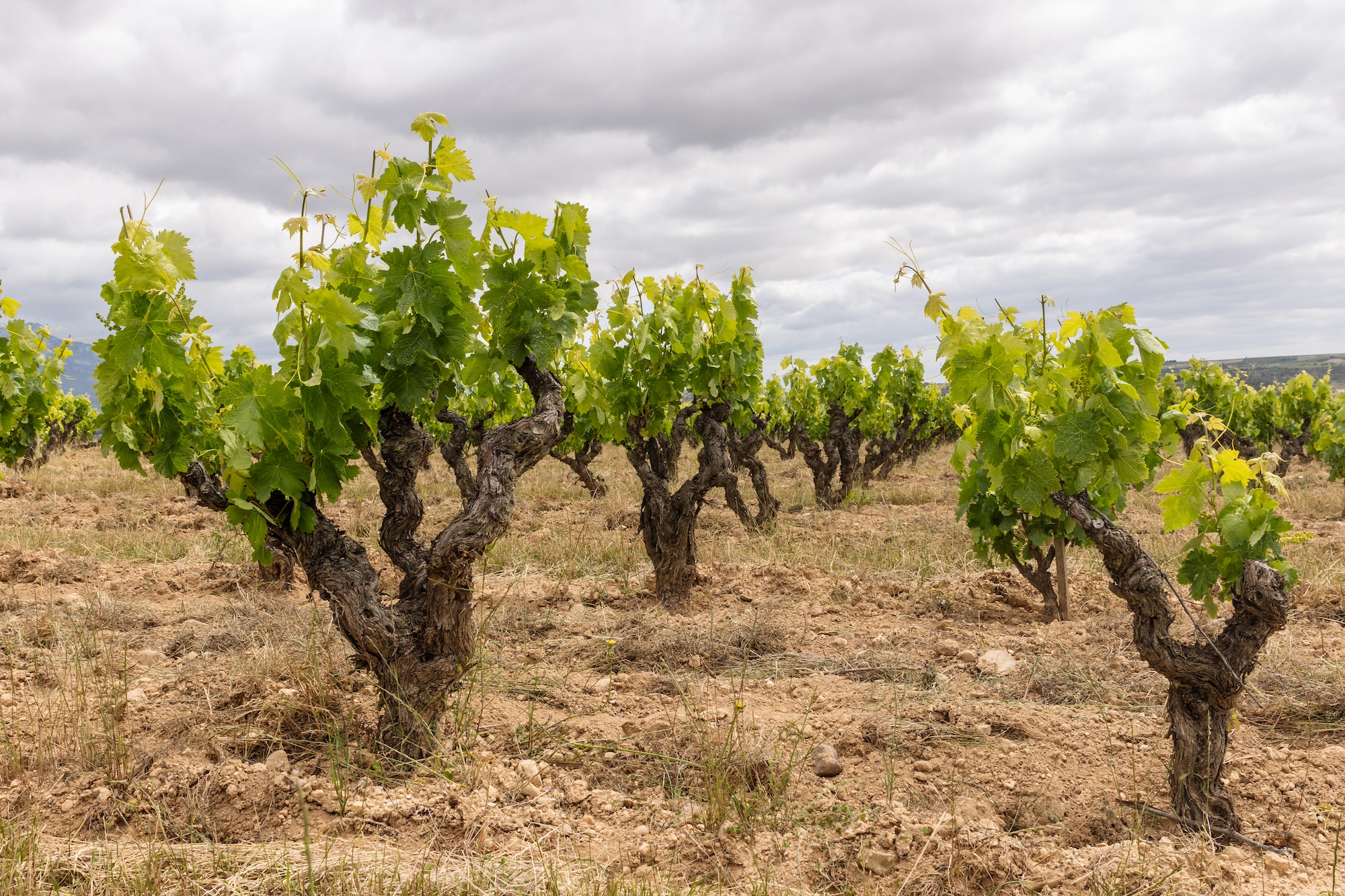 viñedos